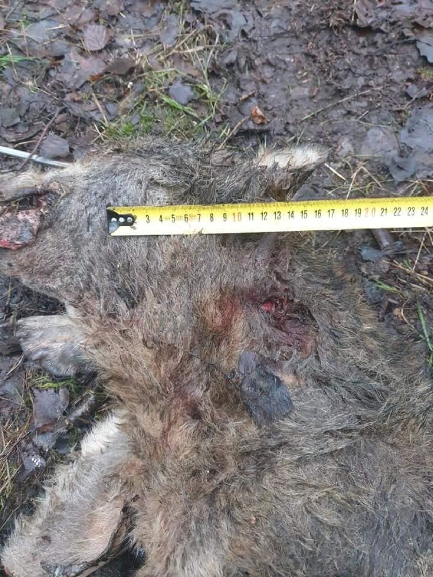 To nie byłby pierwszy wilk zastrzelony przez człowieka. Bolesławiecka policja bada sprawę [DRASTYCZNE ZDJĘCIA]