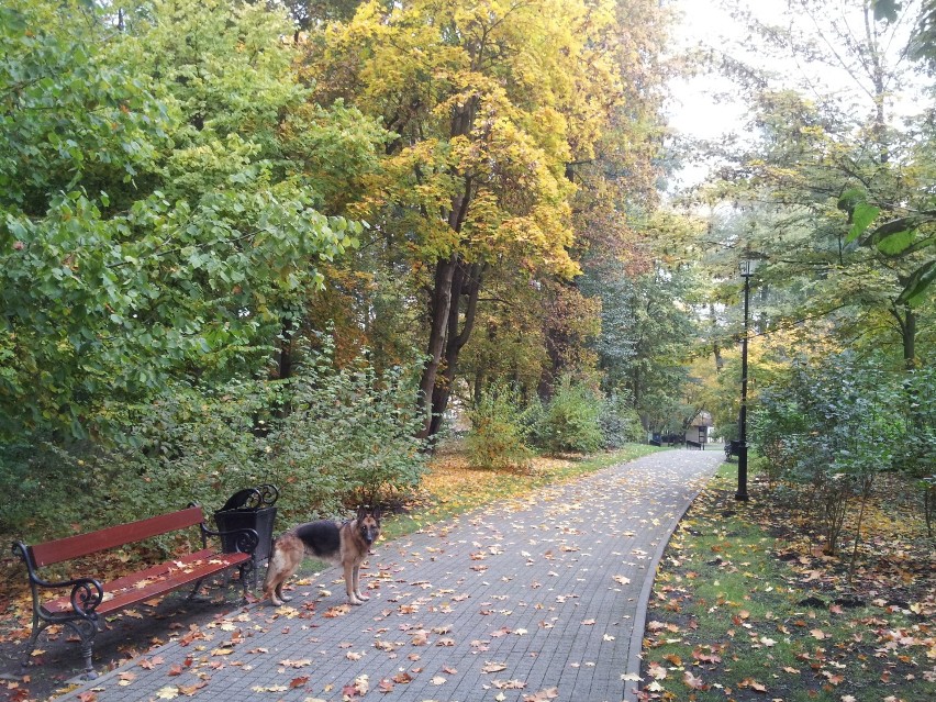 Park miejski w Wejherowie - jesień 2015