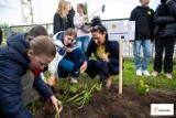 Uczniowie Szkoły Podstawowej nr 3 w Bełchatowie posadzili żonkile w rocznicę powstania w getcie warszawskim