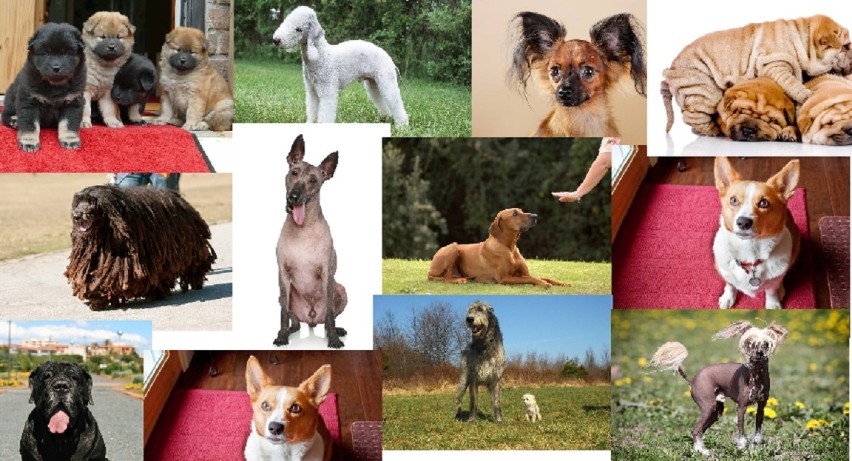Najdziwniejsze rasy psów na świecie - zobacz zdjęcia [TOP 10]