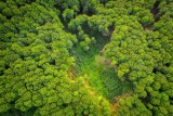 Wycinka drzew w Amazonii może być odczuwalna nawet kilkadziesiąt kilometrów dalej? To powoduje miejscowe podnoszenie się temperatury