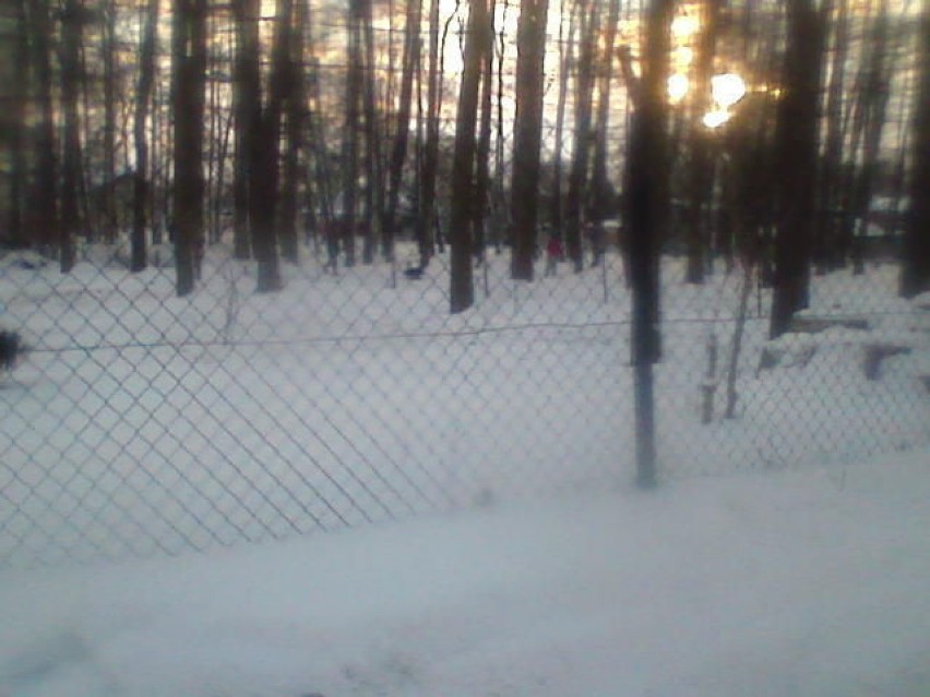 Lasek olchowy w zimowej szacie