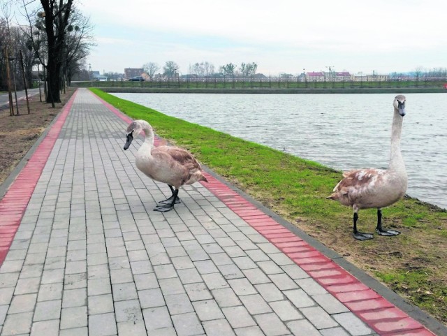 Rybaczówka w Strzelcach Opolskich