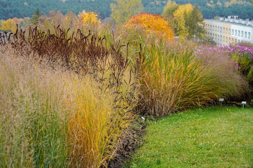 Jesiennie kolory w Ogrodzie Botanicznym w Kielcach. Ostatnia okazja na zwiedzanie. Zobaczcie zdjęcie