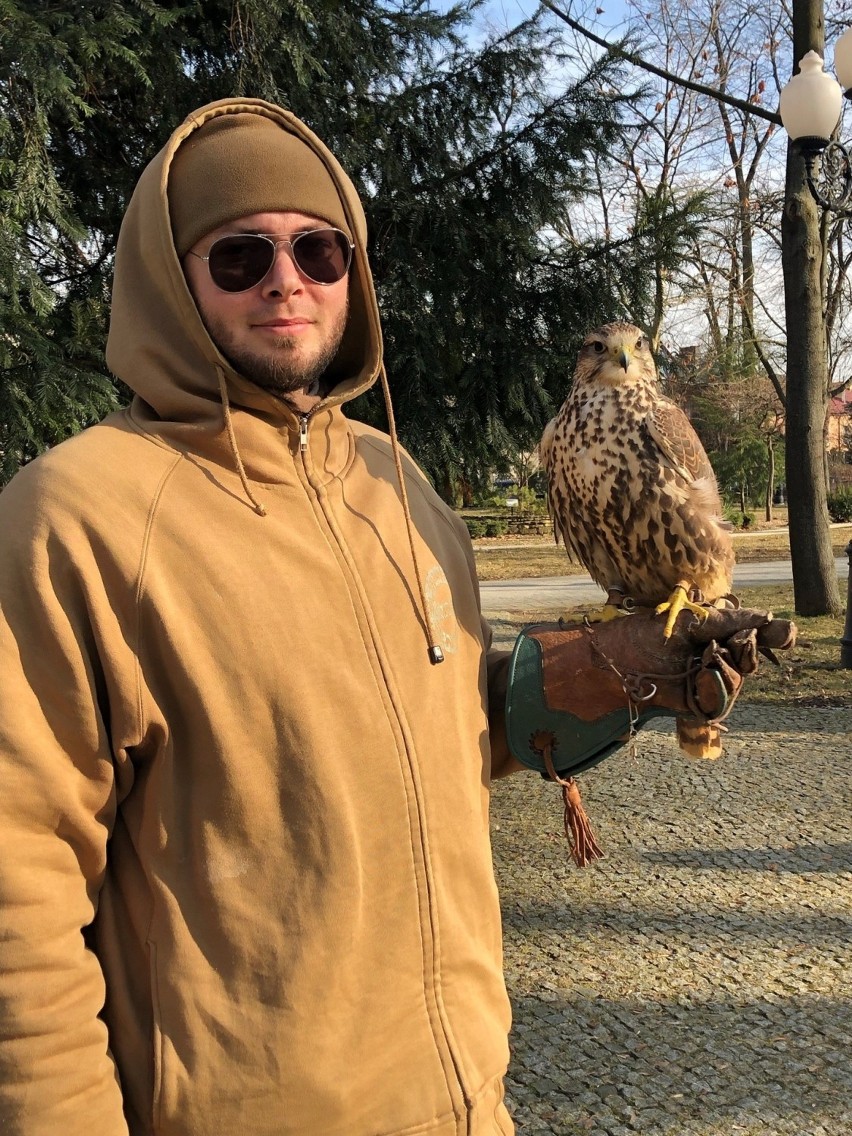 Rarogi stepowe odstraszają gawrony w parku miejskim w Jaśle. Sokolnik rozpoczął pracę 