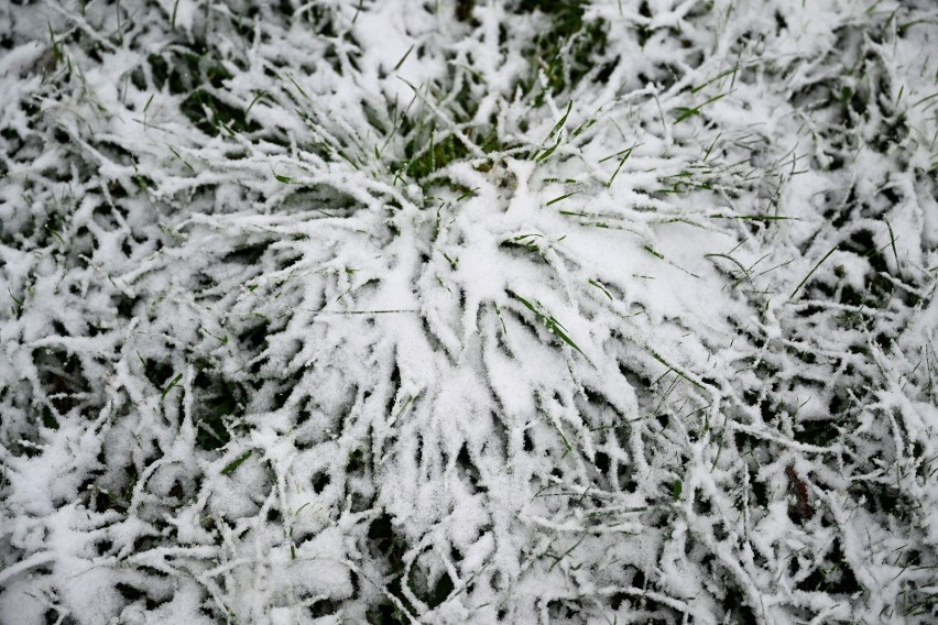 W Przemyślu spadł pierwszy śnieg. Do Polski dociera chłodne arktyczne powietrze [ZDJĘCIA]