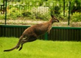 Dwa kangury uciekły z podtoruńskiego przedszkola [WIDEO]