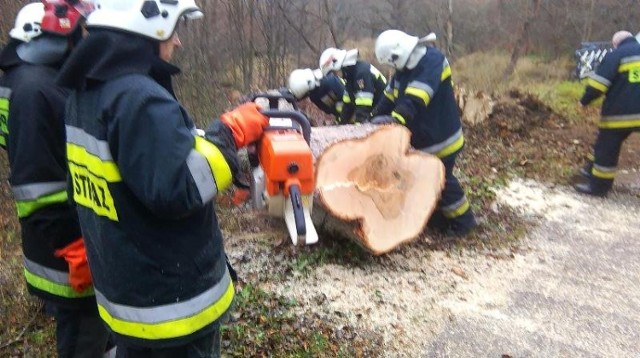 Wichura uszkodziła drzewa w Braniewie