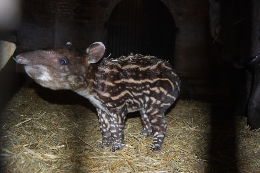 Ten mały tapirek urodził się jako pierwszy w tym roku w zoo