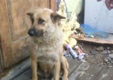 Zwierzęta z osady romskiej w Maszkowicach czekają na nowe domy. Krynickie TOZ apeluje o adopcję
