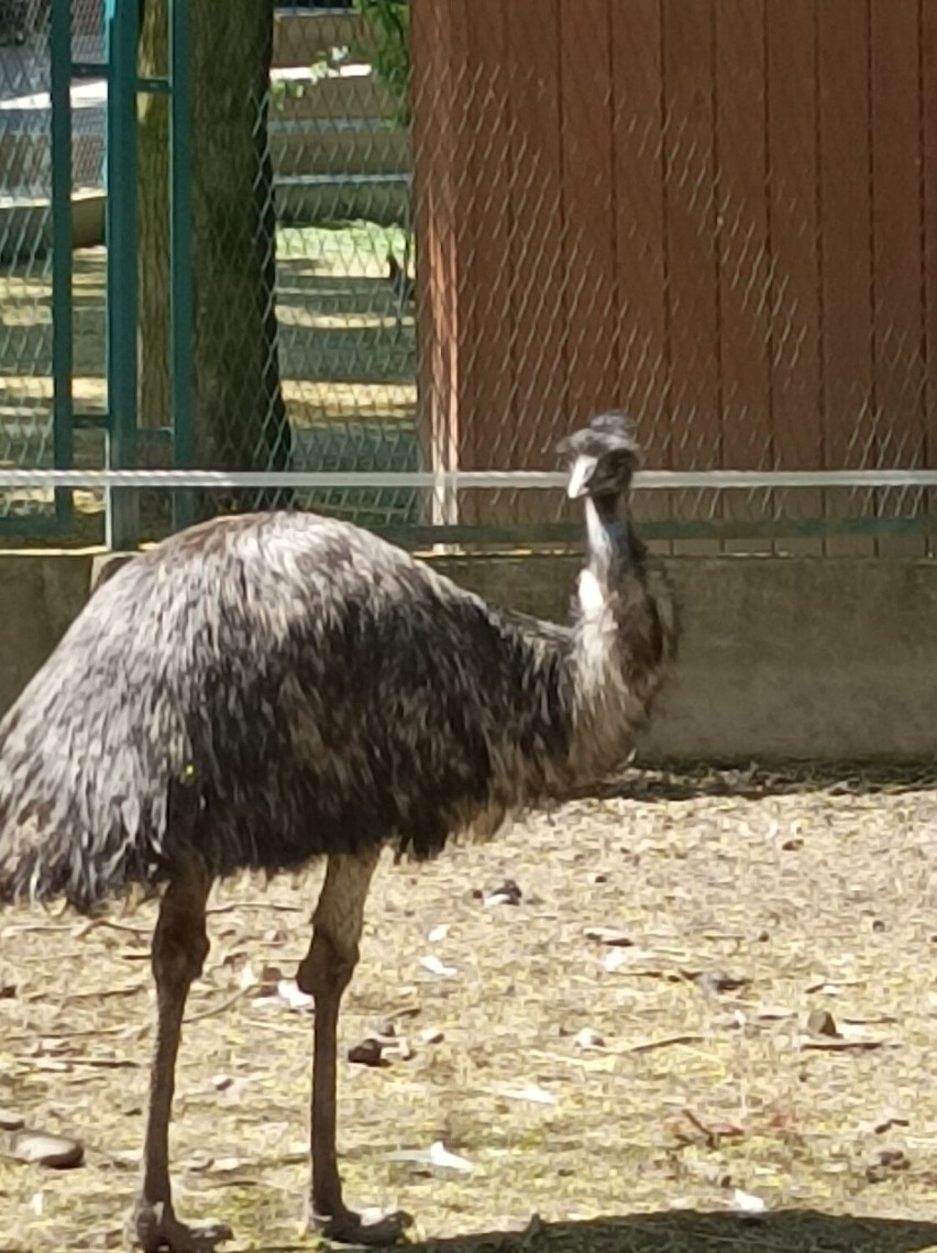 Wielkie i potężne emu
