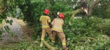 Powalone drzewa i zalane ulice w Koninie. Strażacy usuwają skutki burzy
