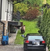 Zakopane. Niedźwiedź grasuje na osiedlu domów jednorodzinnych. Policjanci namierzyli go po... śmieciach