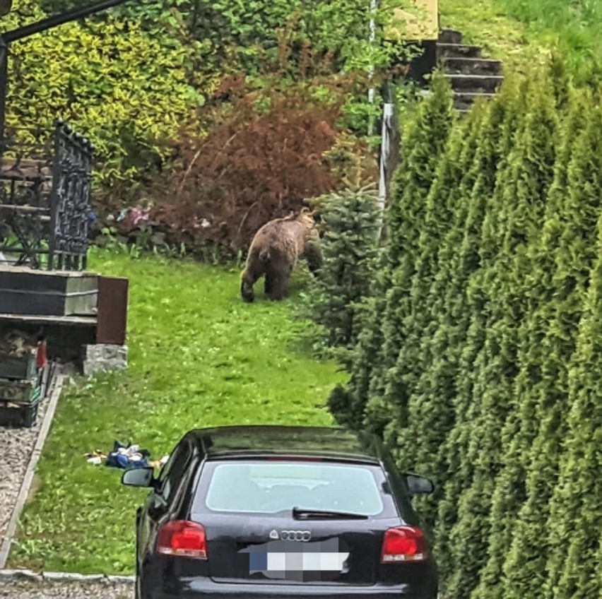 Zakopane. Niedźwiedź grasuje na osiedlu domów jednorodzinnych. Policjanci namierzyli go po... śmieciach