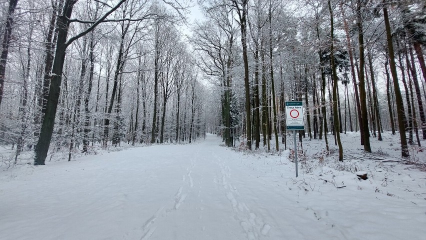 Zima w Zielonym Lesie w Żarach