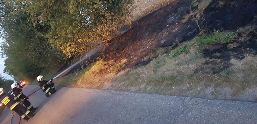 Strażacy gasili pożar traw w Sośnicy [ZDJĘCIA]