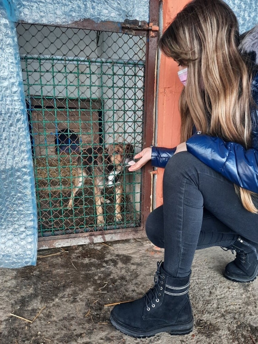 Karma dla łęczyckiego schroniska. Piękny gest uczniów