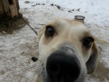 Powstał projekt programu opieki nad bezdomnymi zwierzętami w Kraśniku