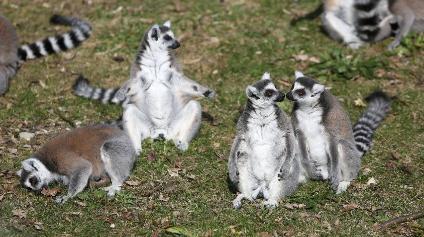 Urodziny lemura Juliana w łódzkim zoo [ZDJĘCIA]