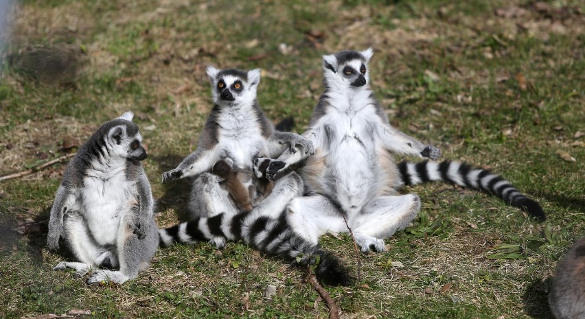 Urodziny lemura Juliana w łódzkim zoo [ZDJĘCIA]