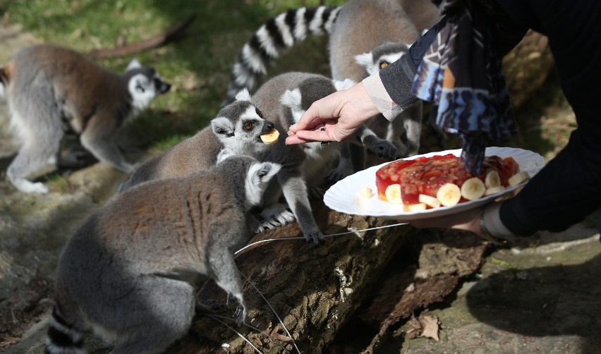 Urodziny lemura Juliana w łódzkim zoo [ZDJĘCIA]