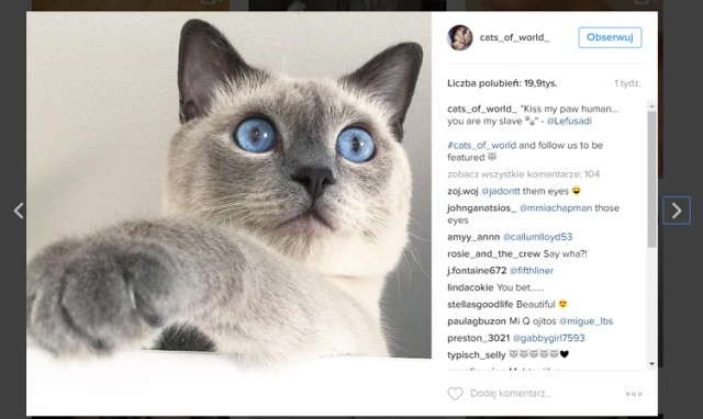 Oderwijmy się na chwilę od poważnych informacji. W ramach rozluźnienia zerknijcie razem z nami, co kryje się pod hasztagiem "catstagram" na Instagramie!


Futrzaki mają zaledwie kilka tygodni i zaczynają poznawać swoje otoczenie

