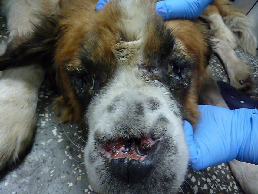 Bekon - pies, który stracił nos i został pozostawiony na śmierć, szuka kochającego domu