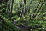 Zmienia się Pustelnik w Zielonej Górze. Celem inwestycji na urokliwym strumyku jest zatrzymanie wody w lesie