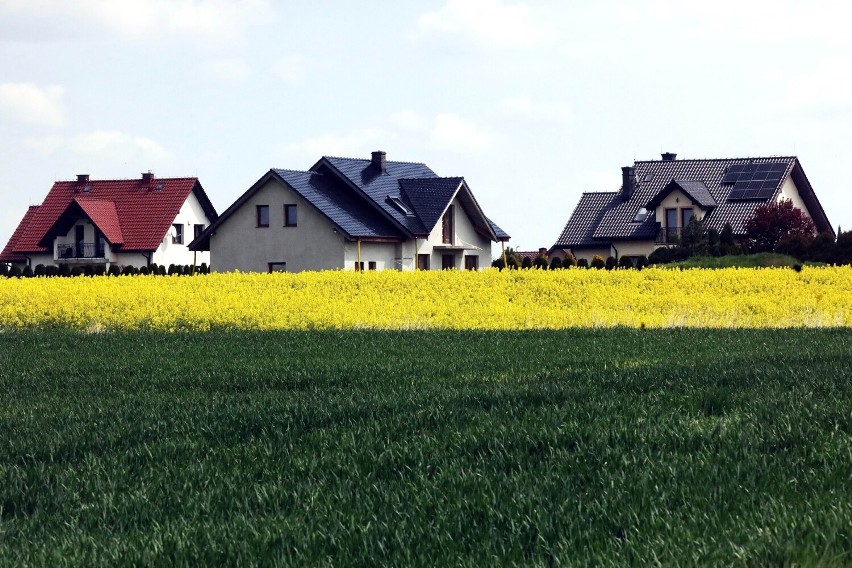 Kwitnące rzepakowe pola w Legnicy i okolicy, zobaczcie aktualne zdjęcia