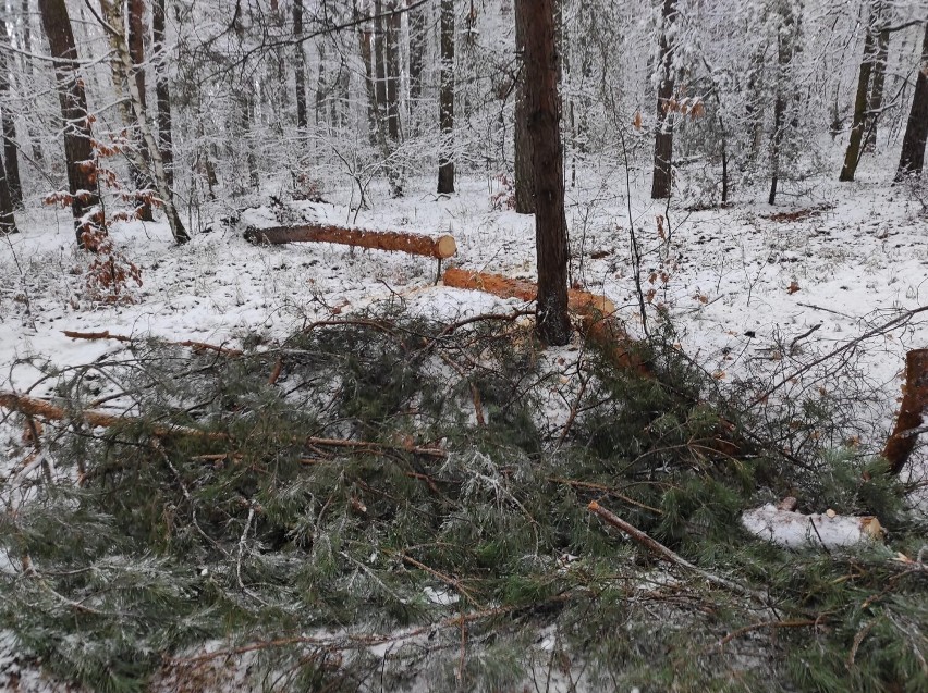 Przez mokry śnieg powalone drzewa, zerwane linie energetyczne. Strażacy w akcji