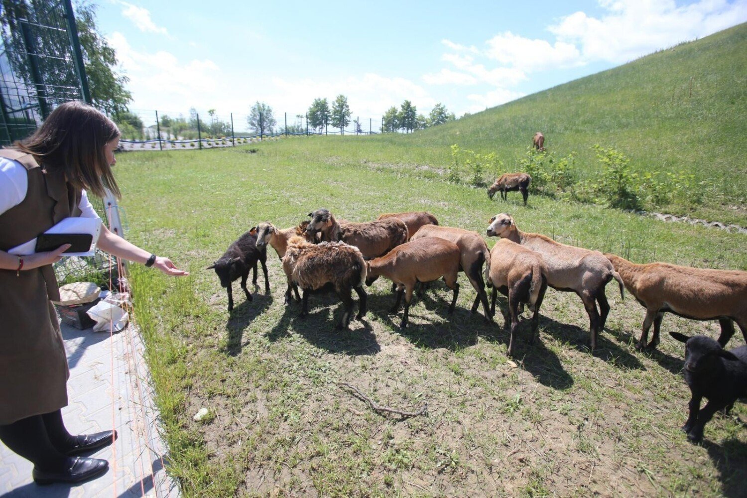Owce kameruńskie zatrudnione do koszenia trawy w Gliwicach! Zobacz ZDJĘCIA.  Rozgościły się na wzniesieniu przy ul. Rybnickiej | Gliwice Nasze Miasto
