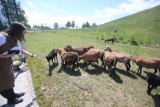 Owce kameruńskie zatrudnione do koszenia trawy w Gliwicach! Zobacz ZDJĘCIA. Rozgościły się na wzniesieniu przy ul. Rybnickiej