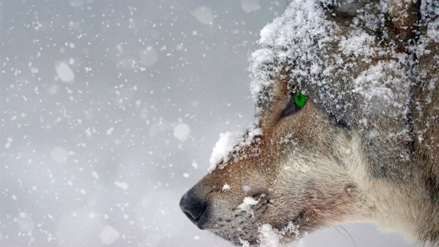 Wilk w Polsce jest gatunkiem chronionym i za zabicie lub skłusowanie wilka grozi kara do 5 lat pozbawienia wolności