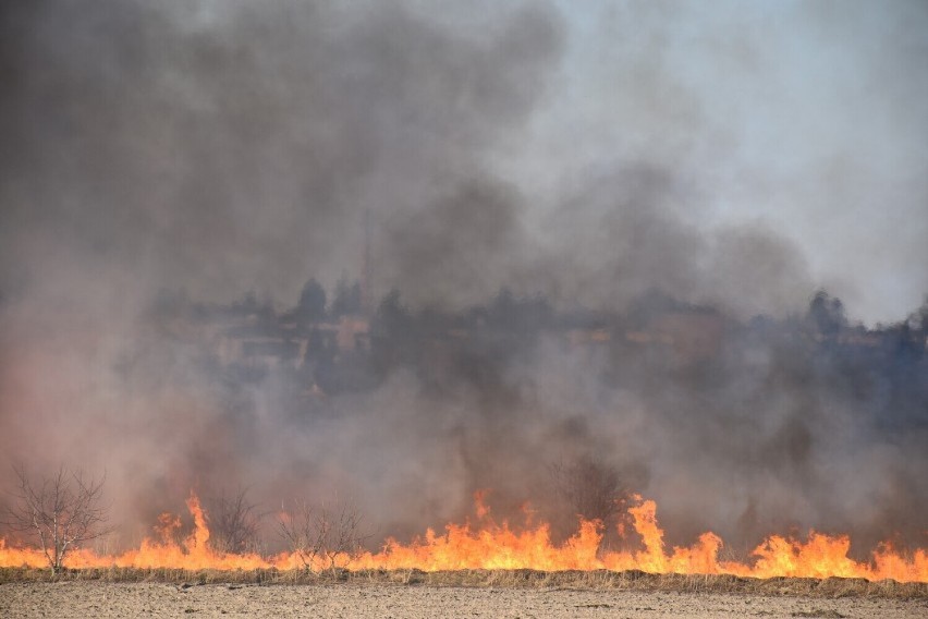 W marcu 2022 roku strażacy w powiecie pleszewskim gasili 22 pożary traw i nieużytków oraz 5 lasów