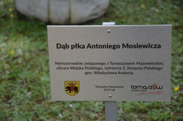 Wsadzili dąb i odsłonili tabliczkę pamięci płka Mosiewicza