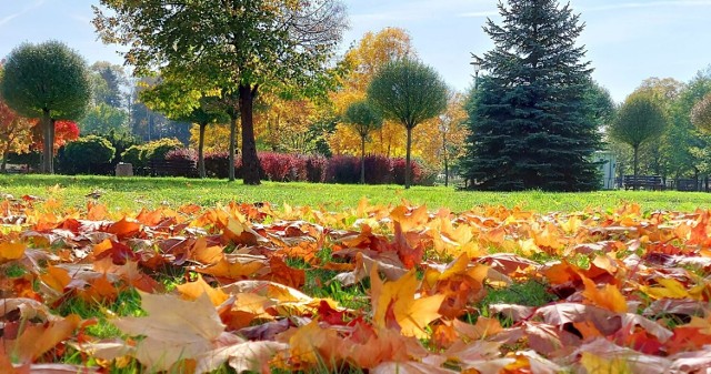W części uzdrowiskowej Buska-Zdroju na dobre zagościła jesień. Jest pięknie i kolorowo. 

>>>Zobacz więcej na kolejnych slajdach