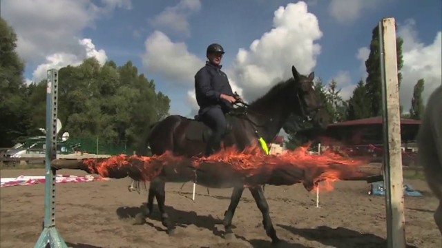 Konie Korsarz i Cynober wstępują w szeregi szczecińskiej policji [wideo]