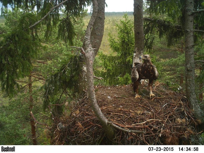 Z informacji Birding Poland wynika, że zarówno zwierzę, jak...