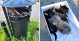 Kocięta znalezione w koszu na śmieci w Zduńskiej Woli! Ktoś wyrzucił je w foliowym worku, trafiły do lecznicy w bardzo złym stanie ZDJĘCIA