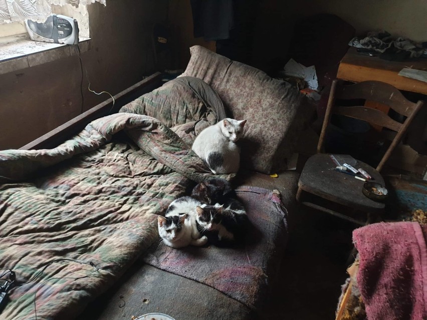 Kociaki mieszkały ze starszym mężczyzną w strasznych...