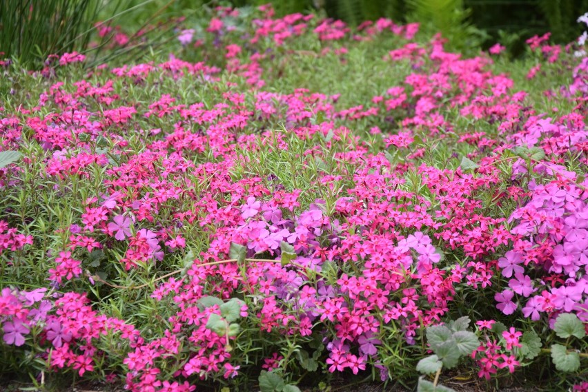 Lasek Miejski i Ogród Botaniczny w Wieluniu w wiosennej odsłonie ZDJĘCIA