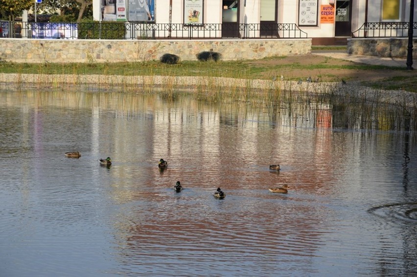 Nowy regulamin parku miejskiego w Zduńskiej Woli. Zabroni karmienia kaczek [zdjęcia]