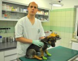 Weterynarz z Przemyśla podpowiada jak opiekować się psem w Sylwestra
