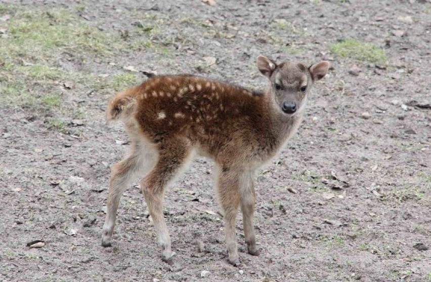 Samiczka jelenia Alfreda urodziła się 2 marca w stajni...