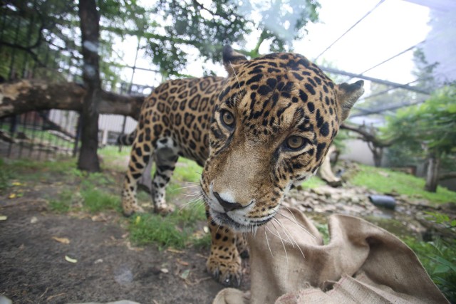 Tona żołędzi i tona orzechów – tyle potrzeba, aby wykarmić mieszkańców stołecznego ZOO przez zimę. Ruszyła wielka zbiórka, a każdy kto weźmie w niej udział, może liczyć na darmową wejściówkę do Warszawskiego Ogrodu Zoologicznego.