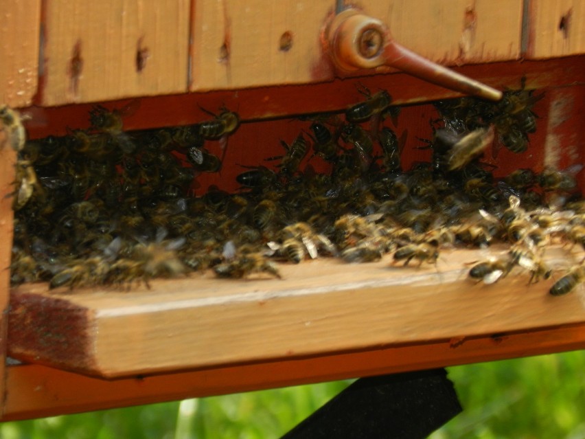 Rekowo Lęborskie. Zatruto pszczoły w 40 ulach! ZDJĘCIA