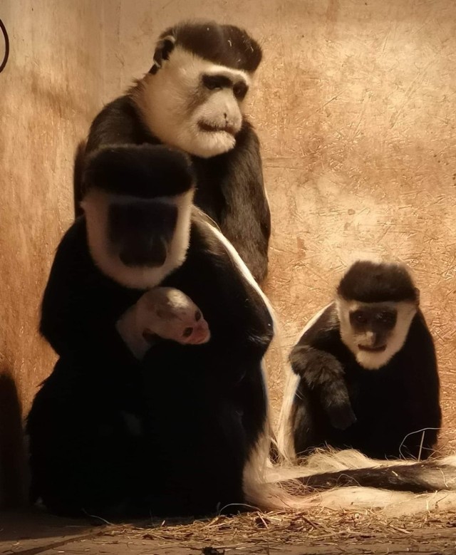 Mini zoo będzie otwarte od kwietnia i wtedy będzie można zobaczyć nowo narodzoną małpkę.