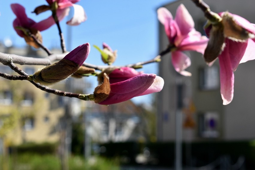 W mieście zakwitły aleje magnolii i grusz. Zabieramy Was na spacer!