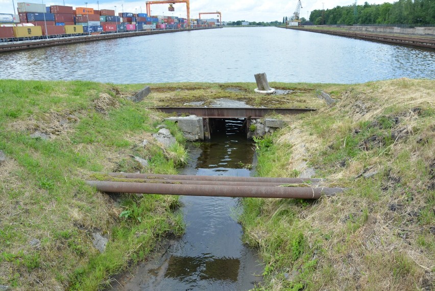 Śnięte ryby w Kanale Gliwickim - problem powraca! Do wody ponownie trafiają podejrzane substancje? Co udało się ustalić do tej pory?