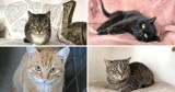 Oświęcim. Koty do adopcji czekają w schronisku na nowych właścicieli. Zaopiekujesz się którymś z nich? Oglądnijcie ich zdjęcia